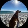 summerdog7